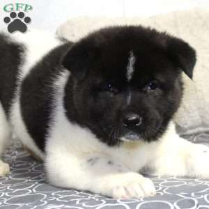 Oreo, Akita Puppy